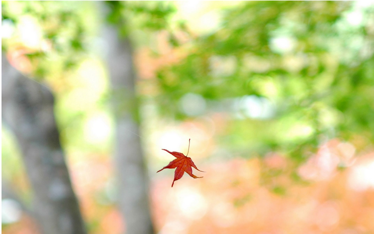 深圳指紋鎖廠家溫馨提示立秋之時(shí)順應(yīng)天時(shí)清補(bǔ)潤肺